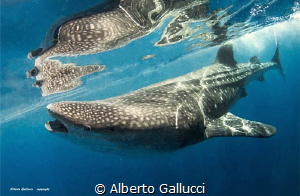 Under the surface by Alberto Gallucci 